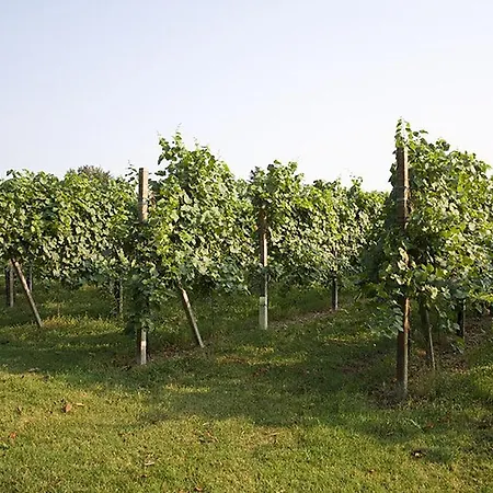 Bed and breakfast Vigne Correr *